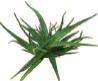 Aloe Aloe