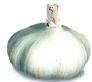 Garlic Garlic