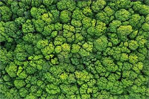 DMSO, Dimethyl Sulphoxide and cancer