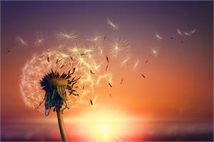 Dandelion, the cancer killer?