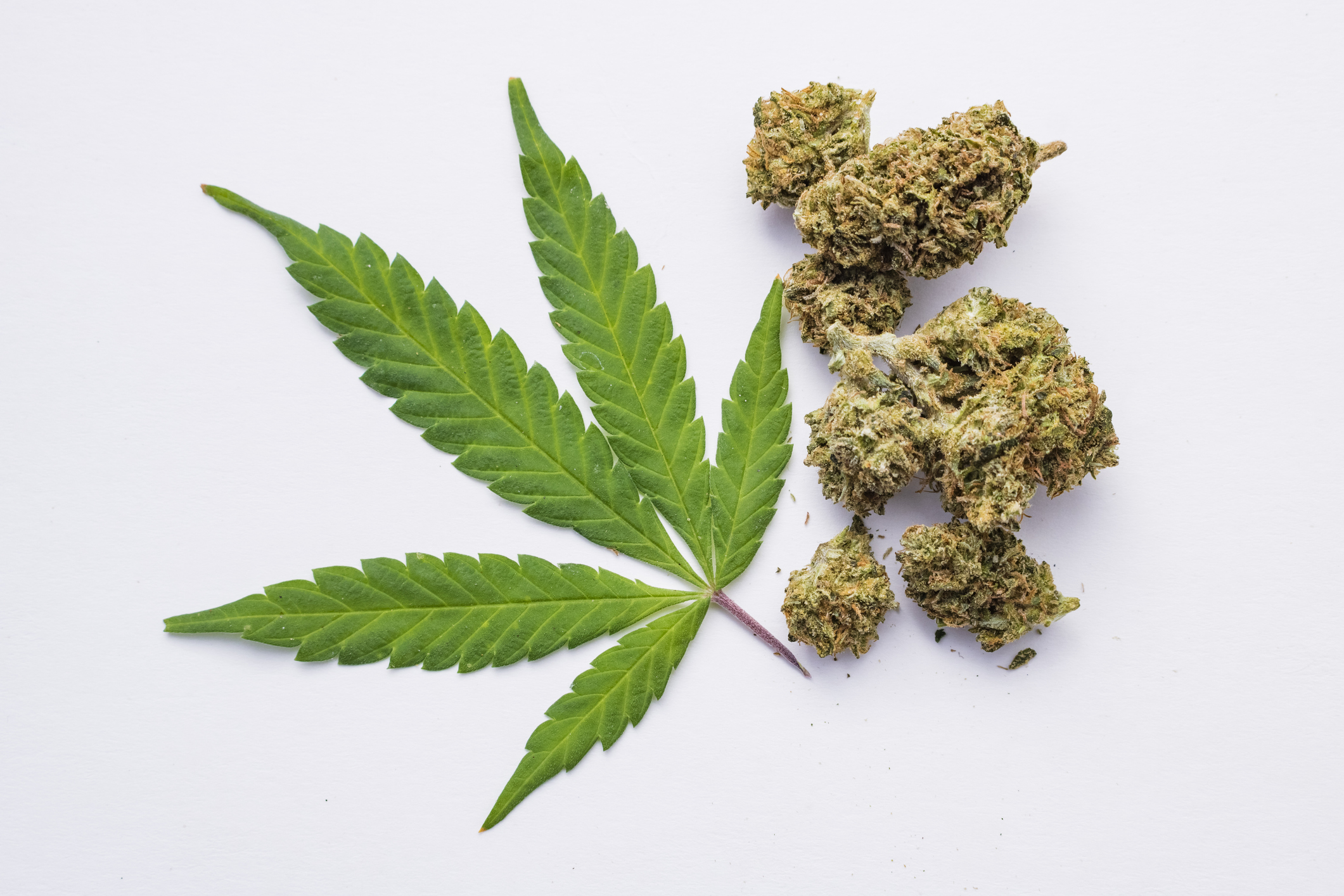 Cannabis killed my terminal Stage IV lung cancer