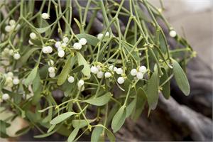 Mistletoe wins more fans as a cancer treatment