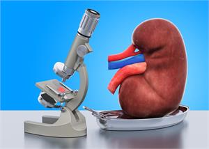 Kidney Cancer - Latest News, Latest Research | CANCERactive